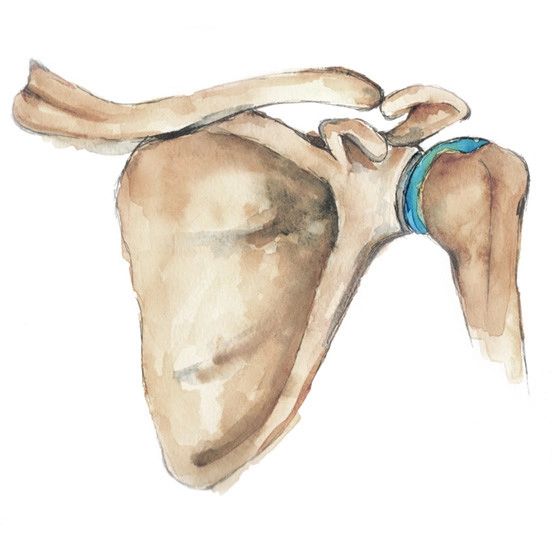 Anatomical watercolour illustration of shoulder joint