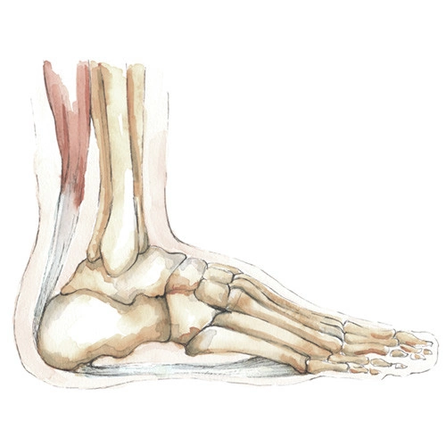 Medical illustration of foot and ankle anatomy, showing detailed bone structure